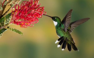 Humming bird in SuperGeniusIQ